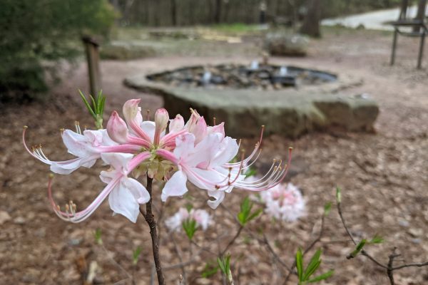 Native azaleas are in bloom at the Kreher Preserve and Nature Center.