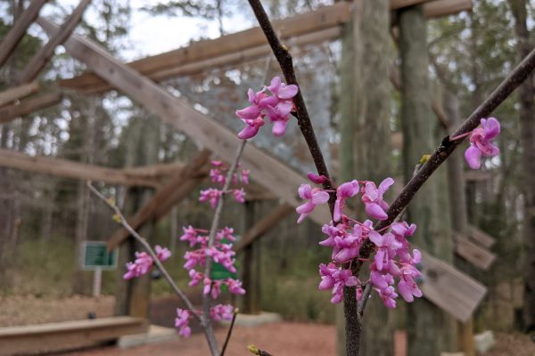 Redbud blooms greet guests the Kreher Preserve and Nature Center’s entrance pavilion.