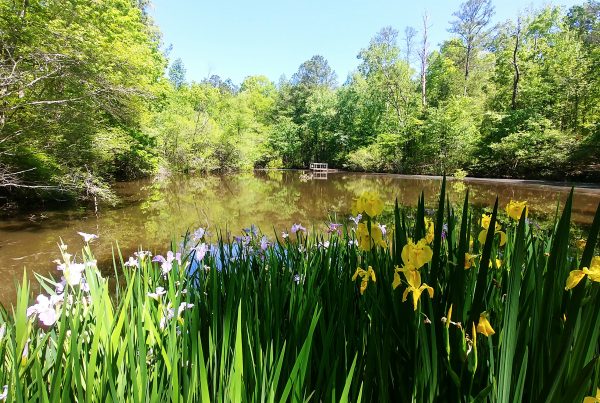 View of flowers over the pond at KPNC.