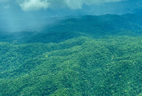 Aerial view of contiguous forest