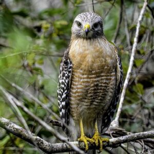 Red-Shouldered Hawk: by Charles Patrick Ewing; January 2, 2016