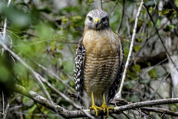 Red-Shouldered Hawk: by Charles Patrick Ewing; January 2, 2016