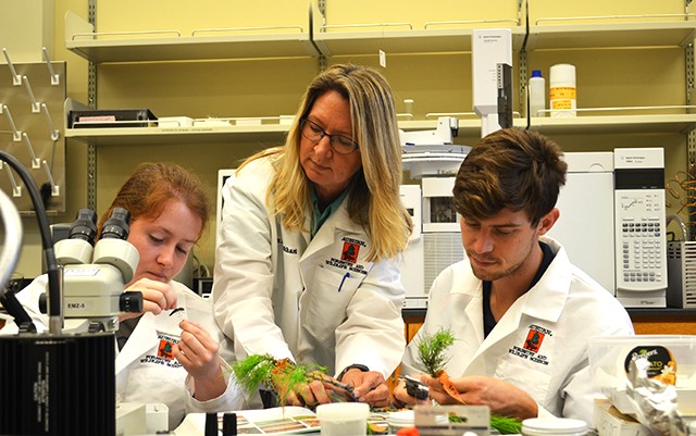 faculty and students examine pine boughs for evidence of disease