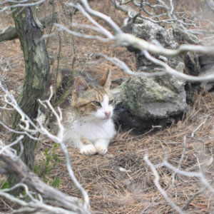 Free-ranging cat (Felis catus) hides among pine straw and limbs outdoors. Photo courtesy of Elsa Bonnaud.