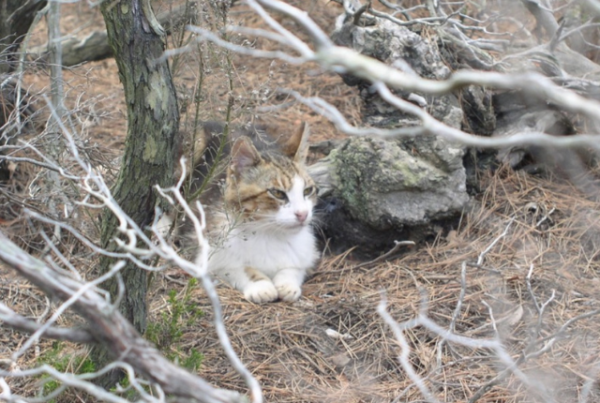 Free-ranging cat (Felis catus) hides among pine straw and limbs outdoors. Photo courtesy of Elsa Bonnaud.