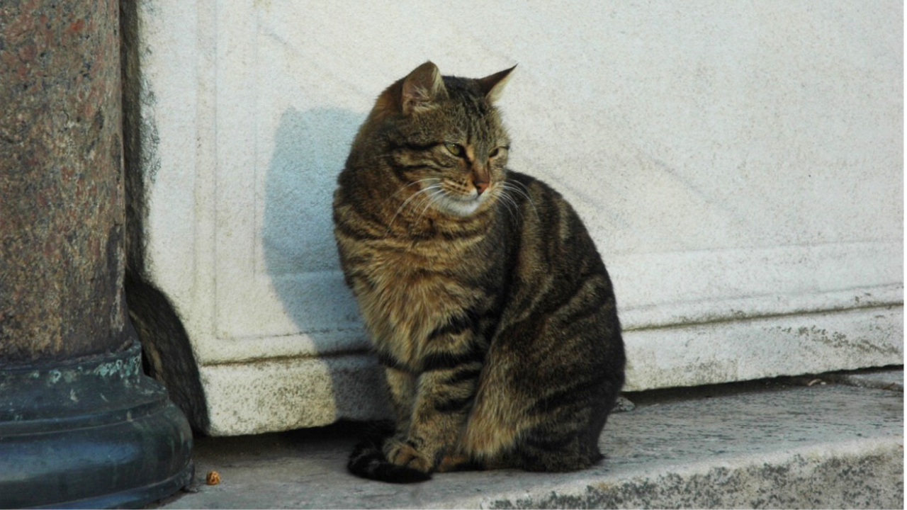 Free-ranging cat (Felis catus) sitting on stone surface in Hagia Sophia, Istanbul. Photo courtesy of Christopher Lepczyk.