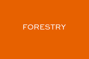 click to read forestry model
