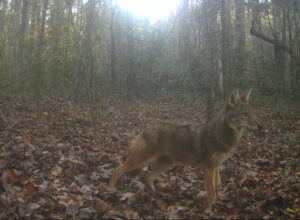 A coyote captured on a game camera at Kreher Preserve & Nature Center.