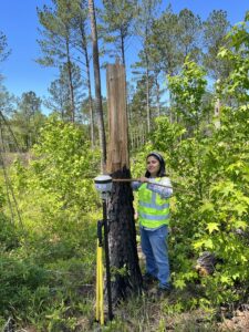 Woman using device to measure tree.