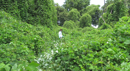 An overgrowth of kudzu featuring a research standing in the middle.