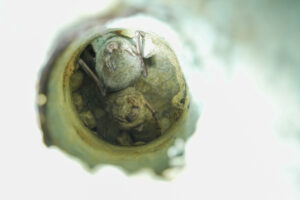 Bats huddled up in a manmade pipe inside a culvert.