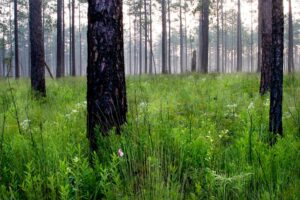 A foggy pine forest stand