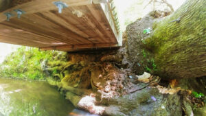 The Azalea bridge shows compromised structure after a tulip poplar falls next to it.