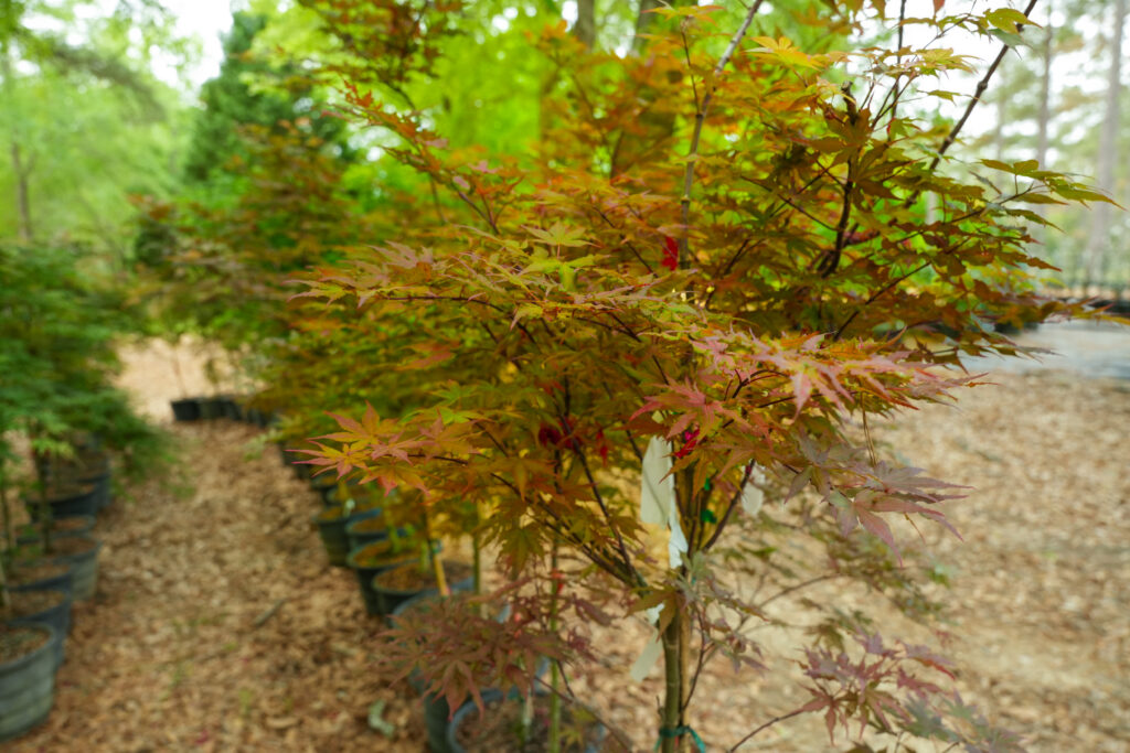 potted and labeled Japanese maple cultivars