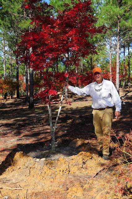 Man standing next to Japanese maple tree