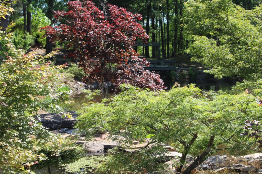 Garden featuring Japanese maples and other plants