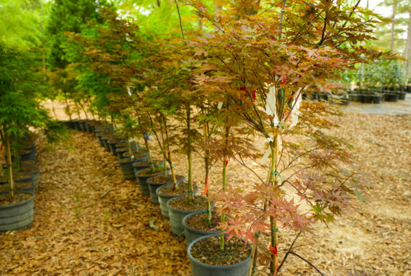 Rows of plants at a Japanese maple nursery
