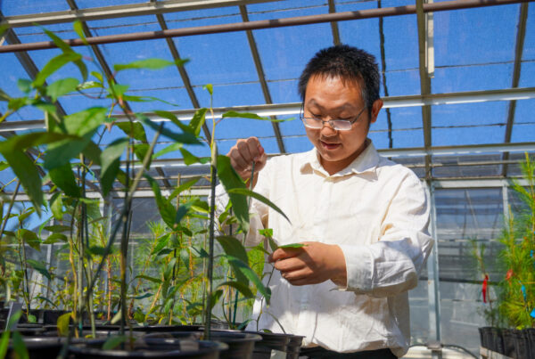 Hao Chen observes poplars in a greenhouse