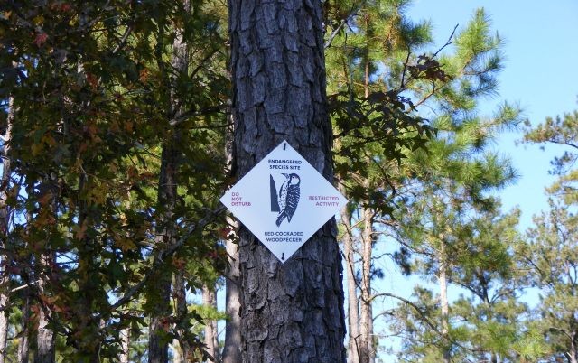 sign depicting red-cockaded woodpecker protected area