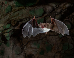 A bat flying towards the viewer with wings spread and mouth open.