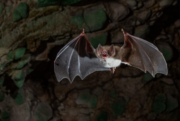 A bat flying towards the viewer with wings spread and mouth open.