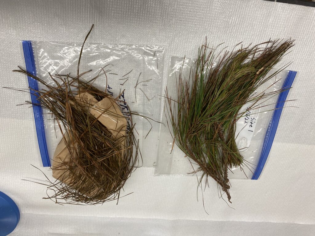needle blight specimens