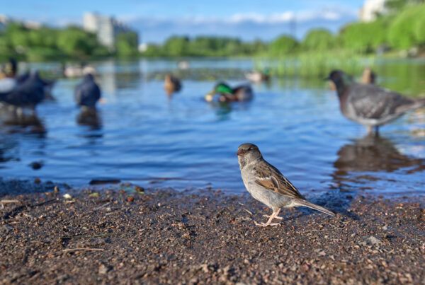 A variety of bird species at an urban park water bank with a city skyline in the backdrop.