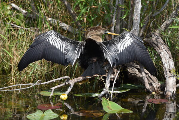 A black bird spreads its wings perched over a water body.