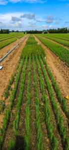 A long row view of short pine seedlings growing at a nursery.