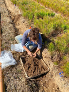 Nina Payne sifts through soil looking for nutsedge 'nutlets'