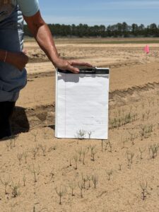 Seedlings being shown against clipboard to show growth