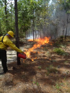 A man lights a presribed burn in a forest using a drip torch.