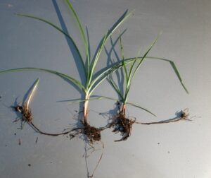 Yellow nutsedge and its rhizomes, the primary weed threat in pine nurseries.