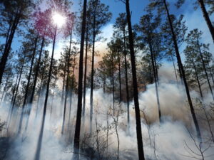 A prescribed burn lifts smoke into the understory of a pine forest.