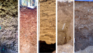 five different sections of soil from different locations displayed horizontally.