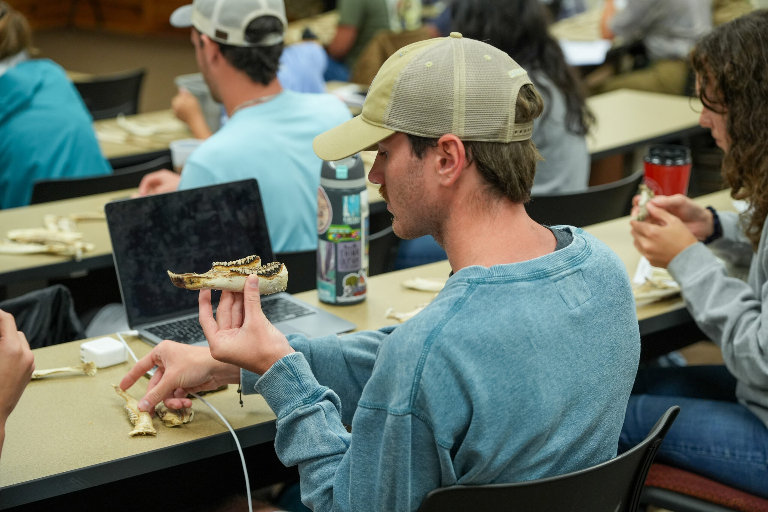 male student examines bones of small mammal in classroom with laptop