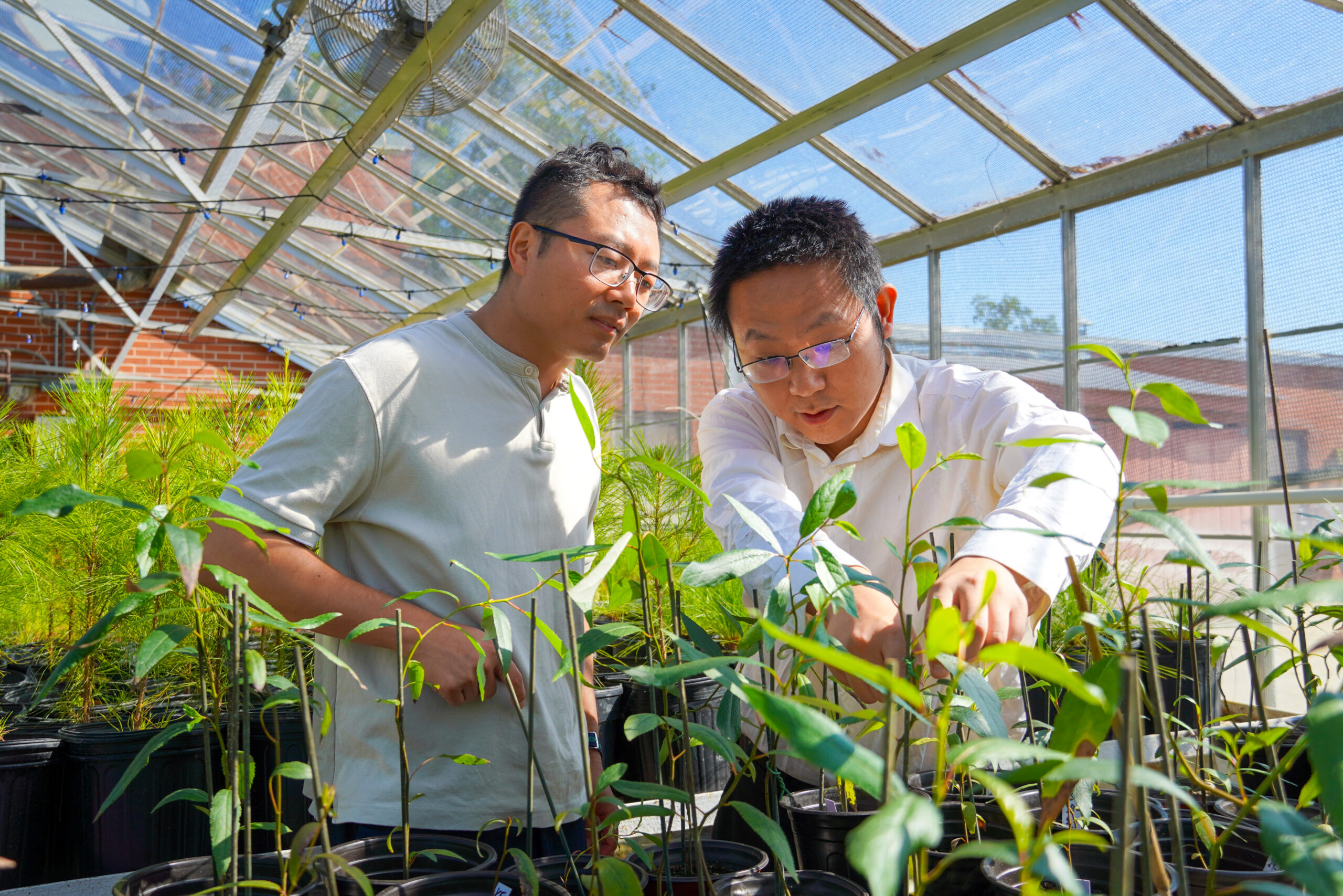 Two Auburn professors inspect tree saplings in a greenhouse.