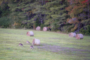Three deer feed in a field with hay bales and a forest line behind them.