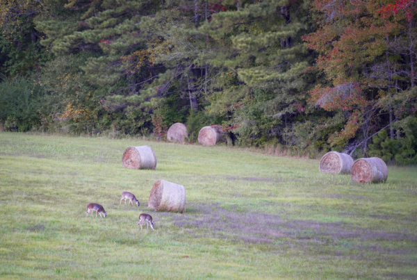 three deer feed in a field with hay bales and a forest line behind them.