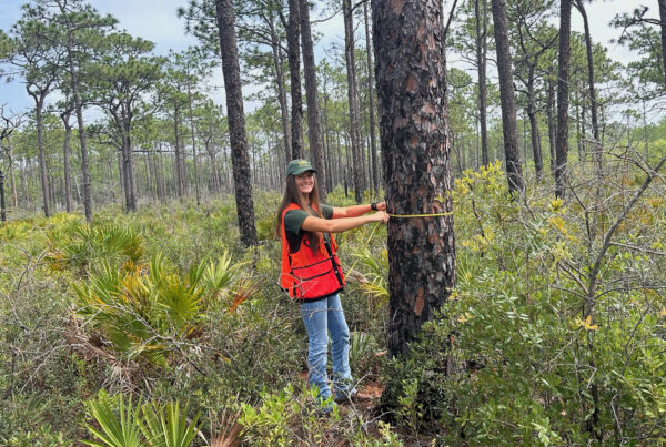 Anna Warren measuring tree in forest
