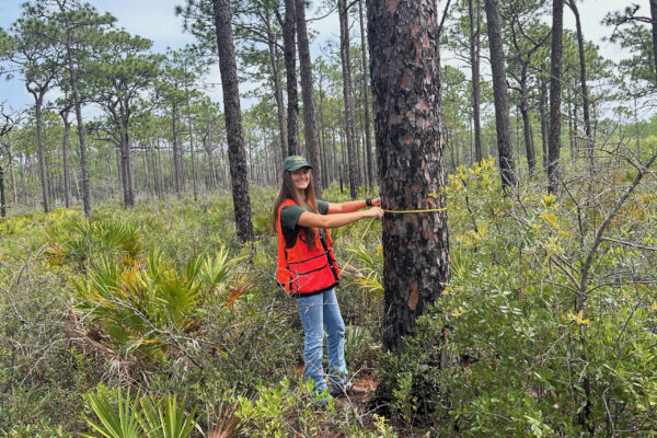 Anna Warren measuring tree in forest