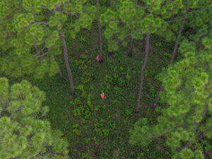 Two Auburn forestry students photographed from the air cruising pine timber.