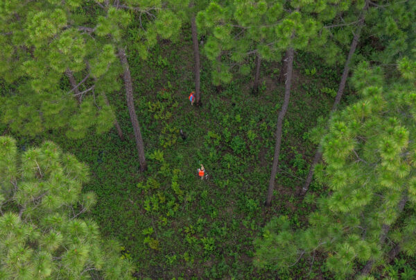 Two Auburn forestry students photographed from the air cruising pine timber.